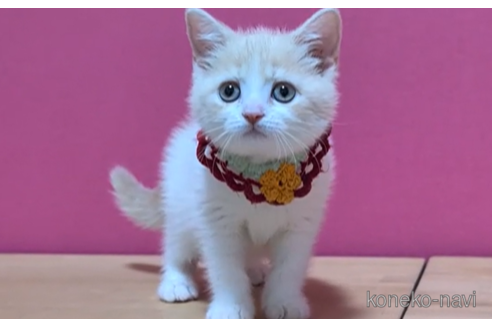 成約済の東京都のマンチカン-103712の4枚目